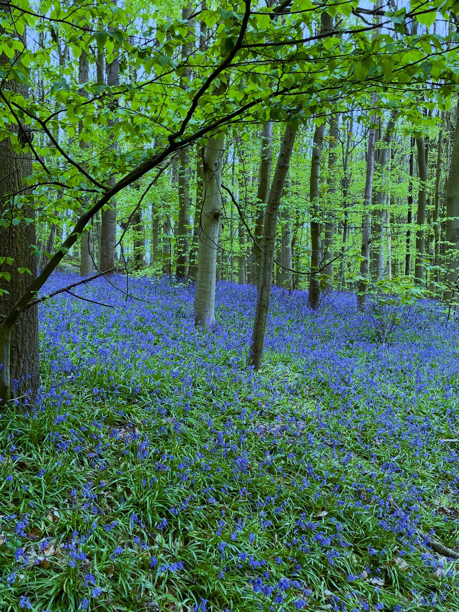 mrjoediddley's tweet photo. I love seeing #bluebells in the local woods. Even though they are apparently a #fairy death knell https://t.co/Nvd6cso1Uy