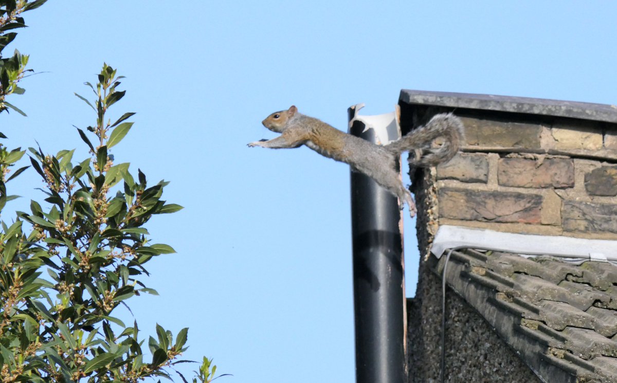 Nesquik1962's tweet image. Only the 2nd time I have got this, they are just so tricksie!! But this is a youngling #squirrel so he had to get up the nerve. #Leap, #stretch, #archback, did Mummy say #curltail?  #PracticeMakesPerfect #squirrelscrolling