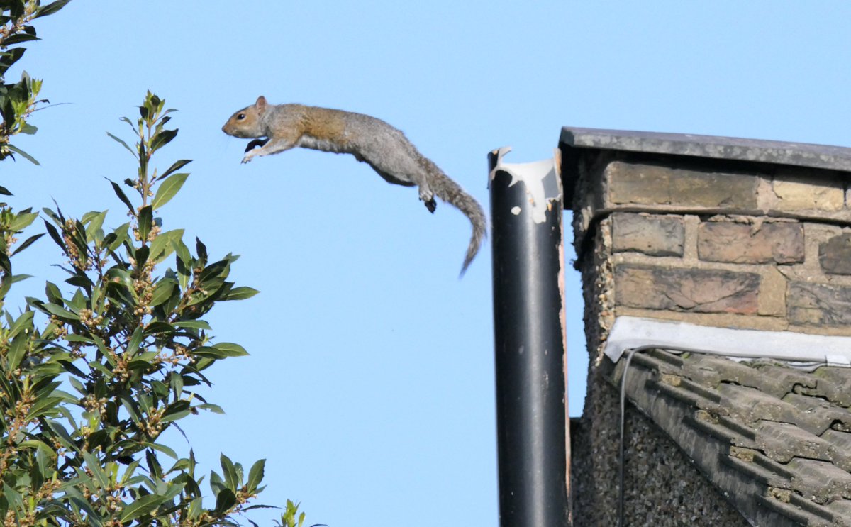 Nesquik1962's tweet image. Only the 2nd time I have got this, they are just so tricksie!! But this is a youngling #squirrel so he had to get up the nerve. #Leap, #stretch, #archback, did Mummy say #curltail?  #PracticeMakesPerfect #squirrelscrolling