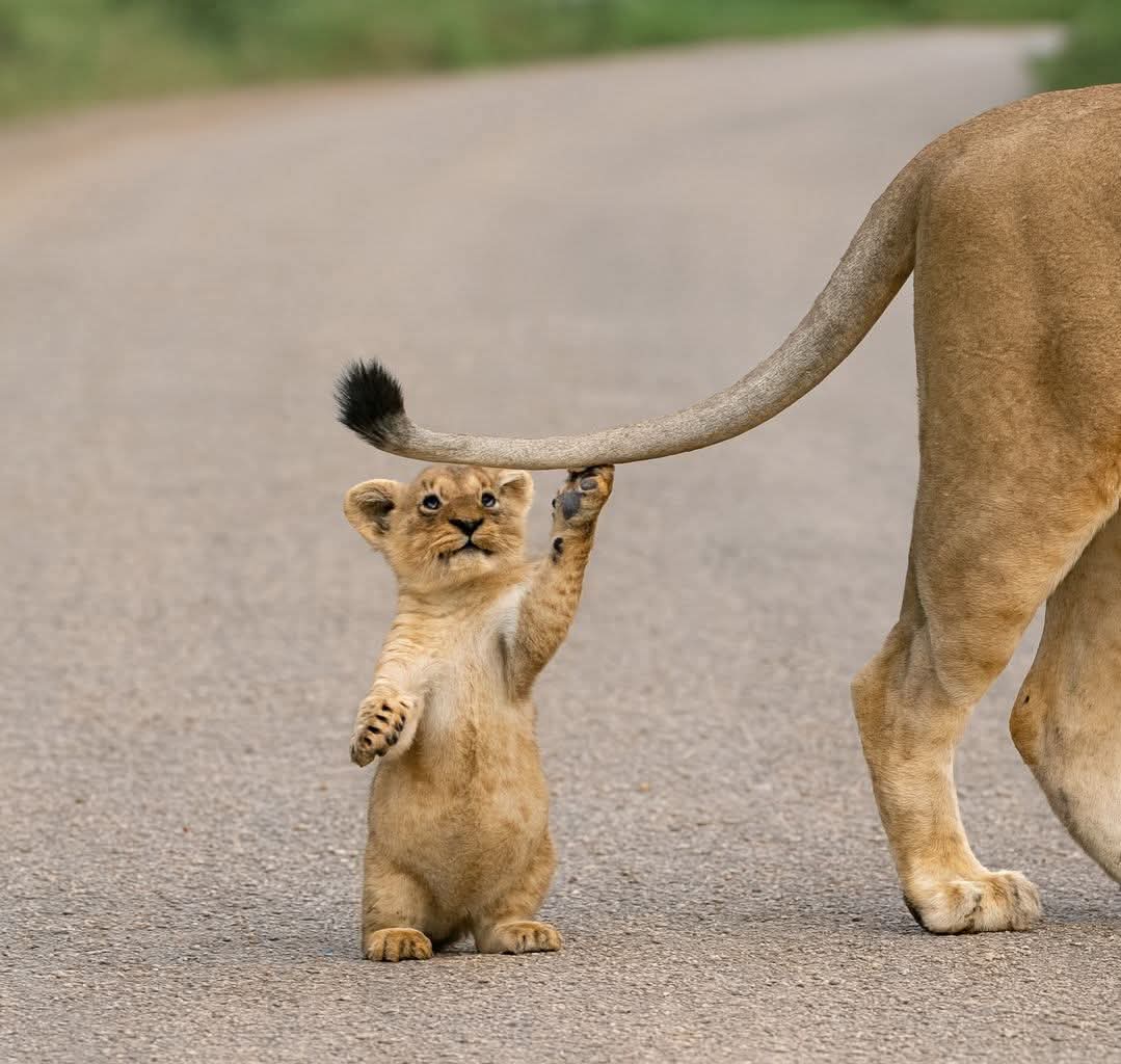 IT'S LION AND TIGERS WORLD tweet media