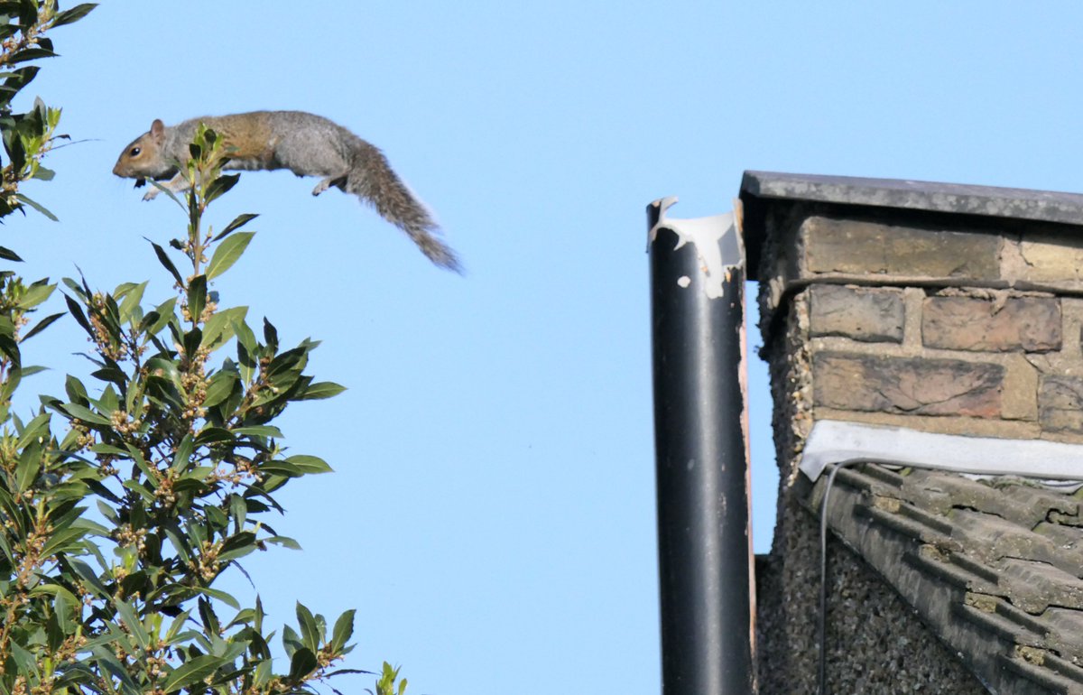 Nesquik1962's tweet image. Only the 2nd time I have got this, they are just so tricksie!! But this is a youngling #squirrel so he had to get up the nerve. #Leap, #stretch, #archback, did Mummy say #curltail?  #PracticeMakesPerfect #squirrelscrolling