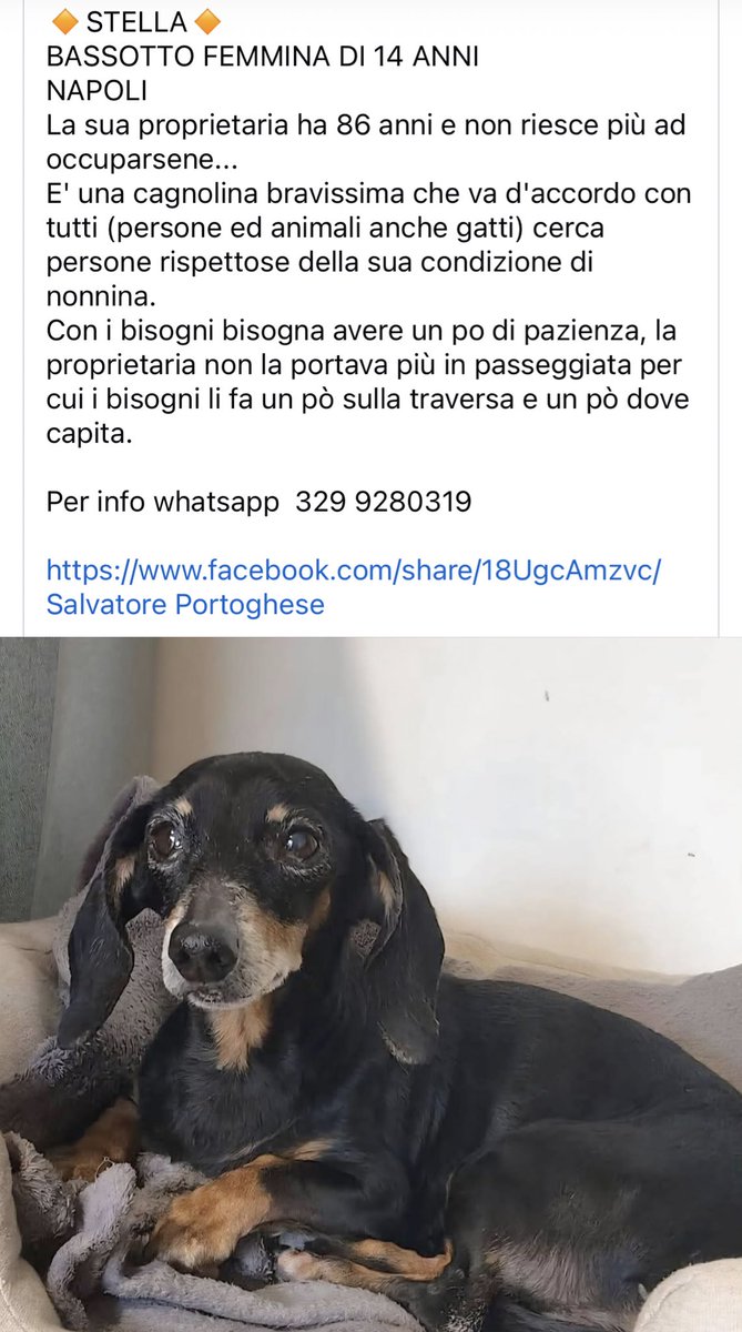 federica corsi tweet media