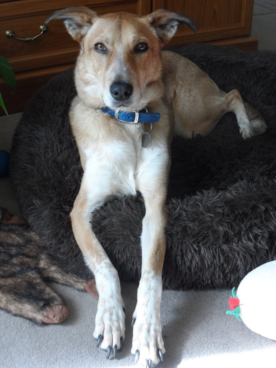 Help2Rehome Scotland tweet media