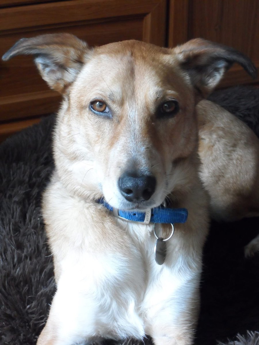 Help2Rehome Scotland tweet media