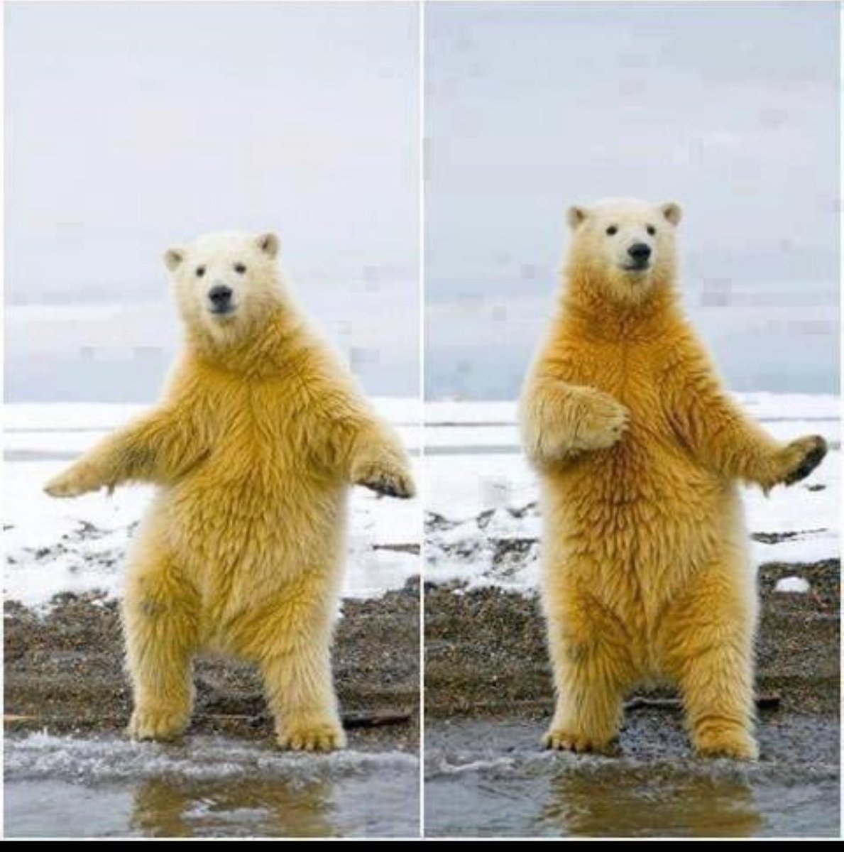 بن مثقال tweet media