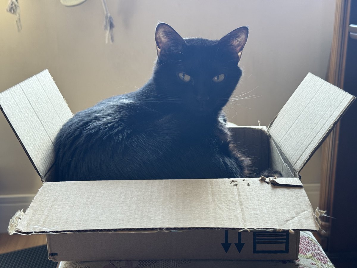 _1Ale's tweet photo. 📦 🐈‍⬛ Ela na caixinha dela https://t.co/6vq3WgAfKA