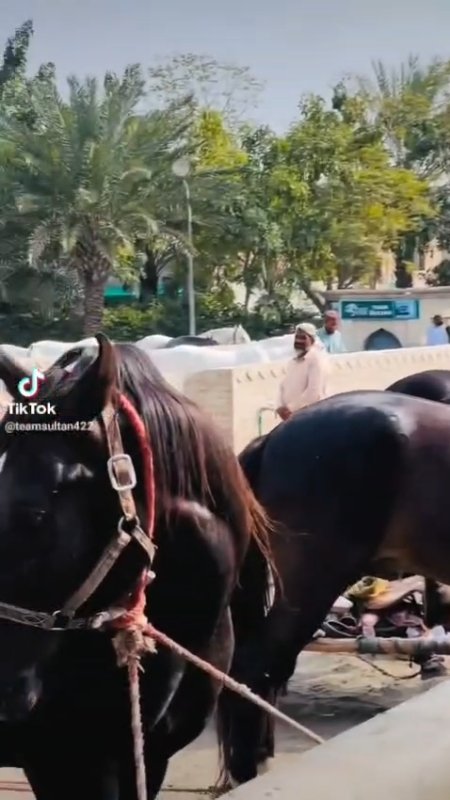 AbdulGh37791942's tweet photo. Tradition rides forward. ITPF, let’s gallop. #SahibzadaSultan #ITPF
#SultanVicePresidentITPF #SultanRisesAgain #GreenFlagRisesAtITPF https://t.co/G6Y3nlhb8e