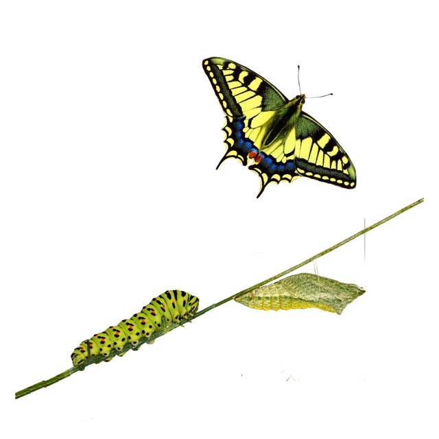 SigningSavvy's tweet image. Do you know how to sign BEAUTIFUL? Today's #ASL Sign of the Day is BEAUTIFUL. April is Keep America Beautiful Month. See it signed at: signingsavvy.com/sotd