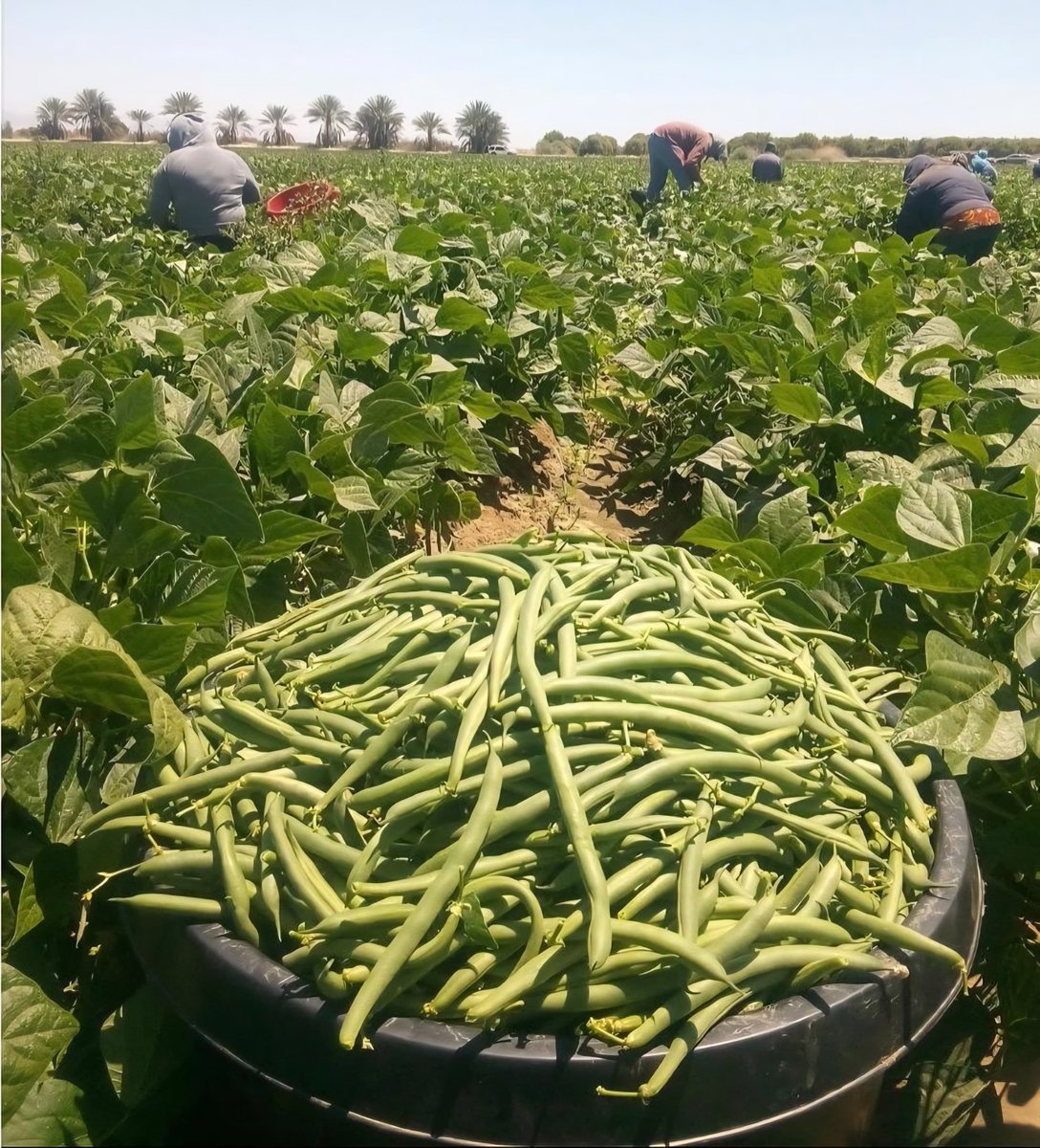 United Farm Workers tweet media