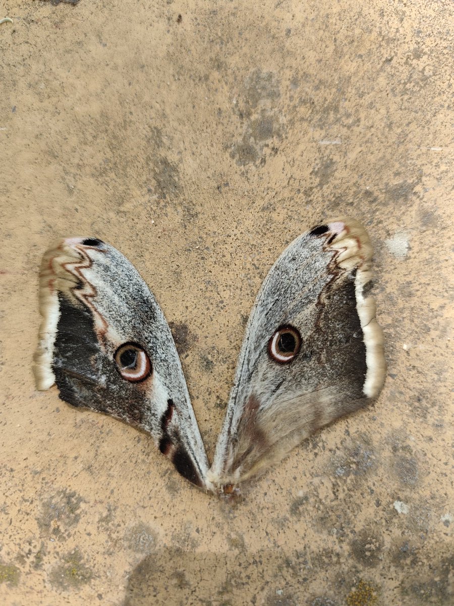 En la naturaleza la vida es efímera, un vuelo puede ser el último. La supervivencia es difícil y llegar a una etapa adulta no solo depende de suerte y estrategias, depende del más fuerte y del que mejor se adapta. Aveces eres el cazador y otras la presa.