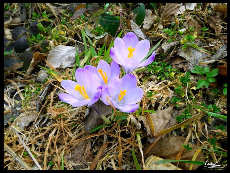 caco_darkage's tweet image. Spring

#nature #naturephotography #plant #flowers #spring