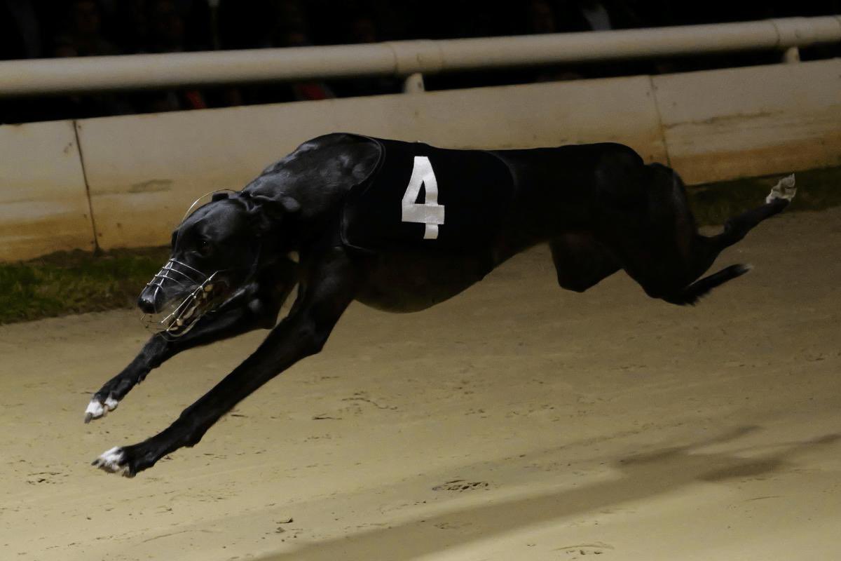 MWDpartnership's tweet photo. A fantastic result in the Grand Prix final on Friday with a 1-2-3!🥳 Vhagar was a brilliant winner landing her third Cat 1 title and Bombay Nutty and Newinn Cloud both ran blinders in behind 🥇🥈🥉🏆 https://t.co/rdNa3XTlsU