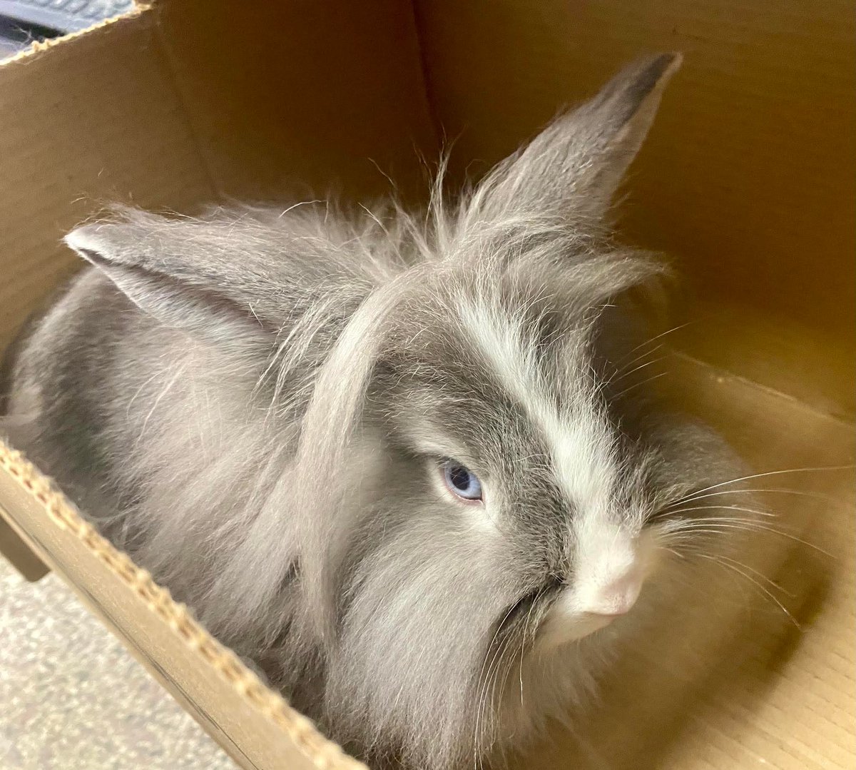 Johnny Cadillac tweet media