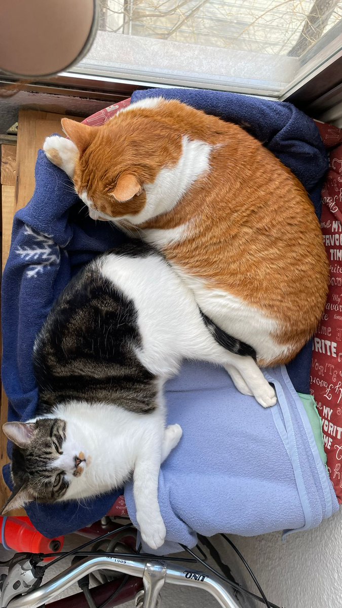 Lua 🇵🇸 🍉 tweet media