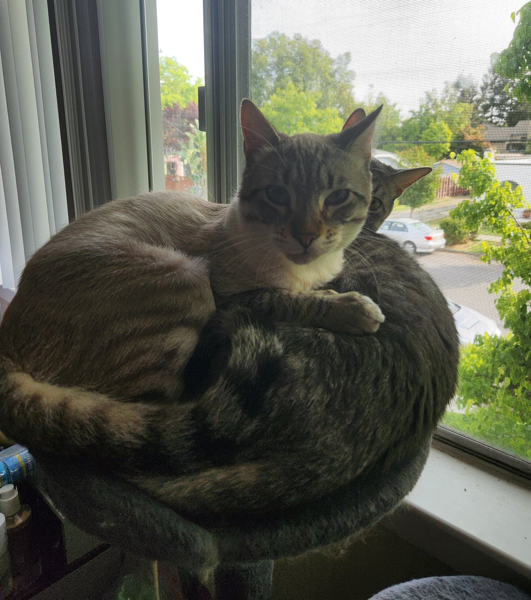 lentil & bowser 🩶 walter & bonkers 🌈 tweet media