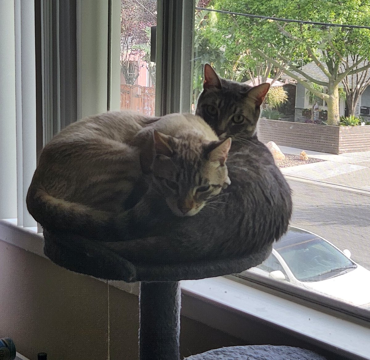 lentil & bowser 🩶 walter & bonkers 🌈 tweet media