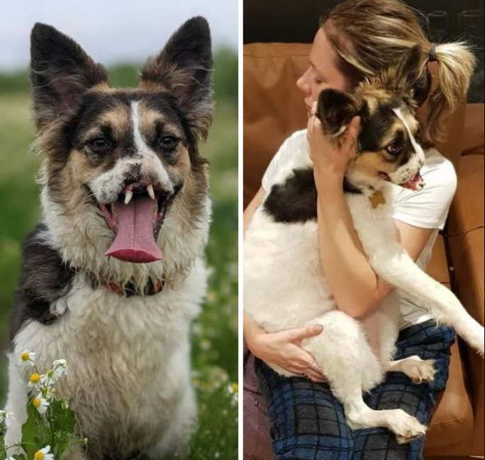 BestinDogs's tweet image. Every dog deserves a second chance, and a third, and a fourth.❤️