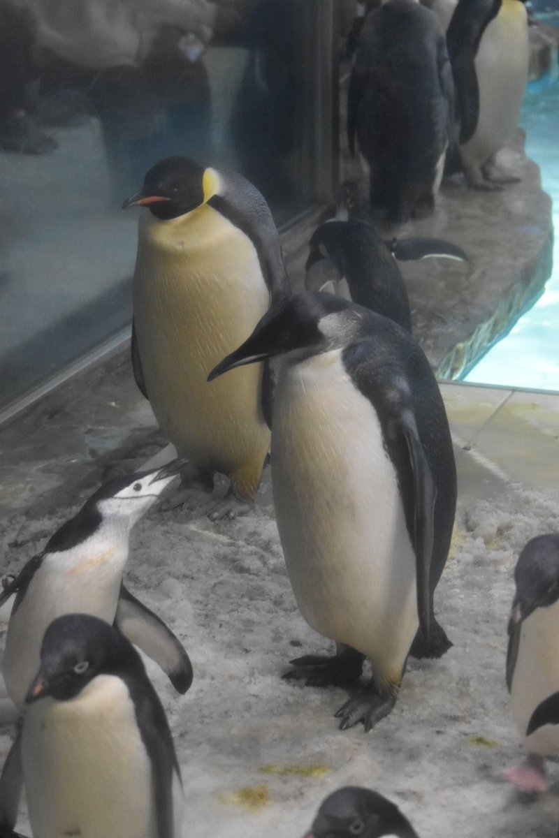 en_gesu's tweet photo. ペンギン界のご意見番ことアデリ&ヒゲにちょいちょい説教されていた44番(ヨヨちゃん)🥴
それに対して『んっ?何か問題でも?』的な雰囲気を醸し出してて、今風のギャル感満載🤣
#アドベンチャーワールド
#エンペラーペンギン
#E044 https://t.co/mffu9FmQkQ
