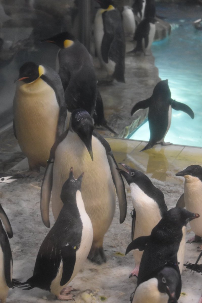 en_gesu's tweet photo. ペンギン界のご意見番ことアデリ&ヒゲにちょいちょい説教されていた44番(ヨヨちゃん)🥴
それに対して『んっ?何か問題でも?』的な雰囲気を醸し出してて、今風のギャル感満載🤣
#アドベンチャーワールド
#エンペラーペンギン
#E044 https://t.co/mffu9FmQkQ
