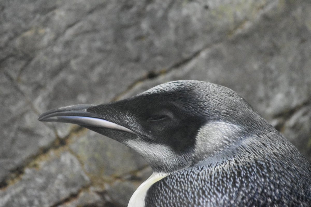 en_gesu's tweet photo. ペンギン界のご意見番ことアデリ&ヒゲにちょいちょい説教されていた44番(ヨヨちゃん)🥴
それに対して『んっ?何か問題でも?』的な雰囲気を醸し出してて、今風のギャル感満載🤣
#アドベンチャーワールド
#エンペラーペンギン
#E044 https://t.co/mffu9FmQkQ