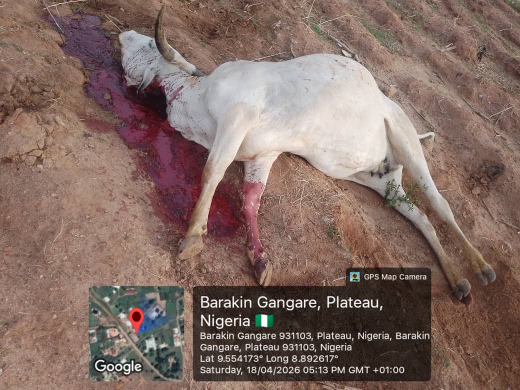 Zagazola tweet media