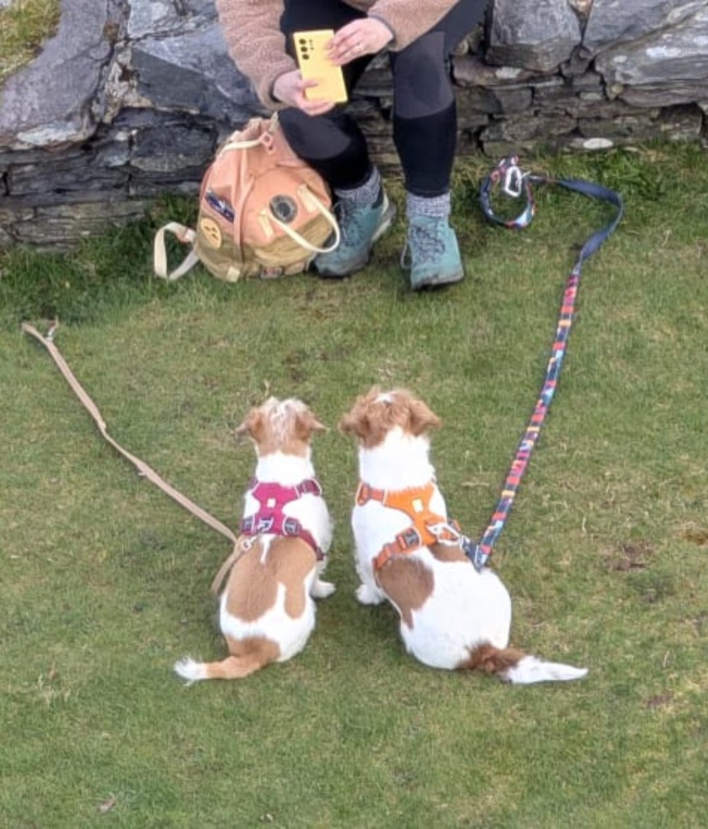 MillieandGriff's tweet image. Us having our photo taken ❤️ #dogsofX