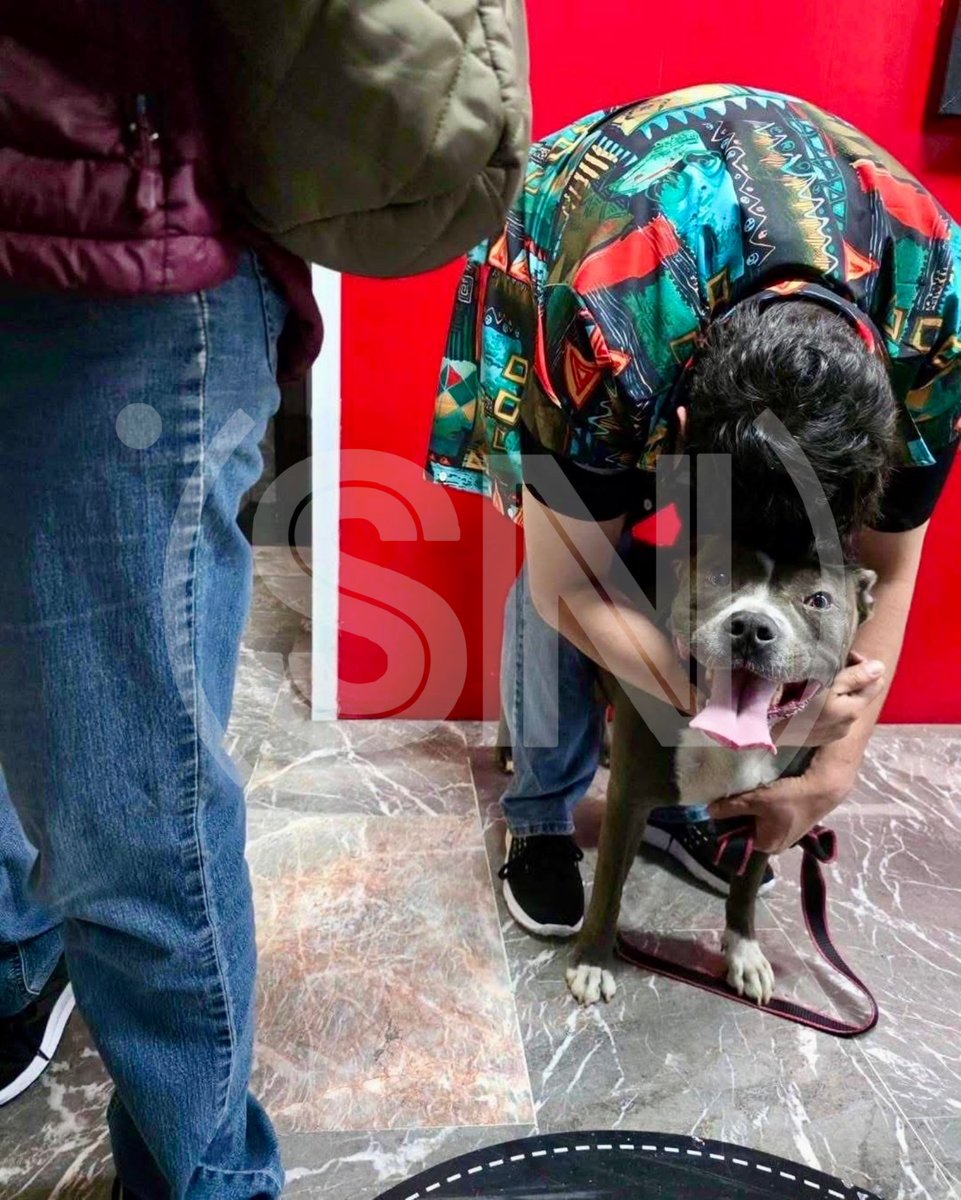 S_EnLaNoticia's tweet image. ¡Encontraron a Lola!
reportaron en redes

La perrita pitbull de nombre Lola que desde hace días era buscada tras escapar de su jaula en el aeropuerto de Tijuana, fue localizada, reportó Danica Caldera:
