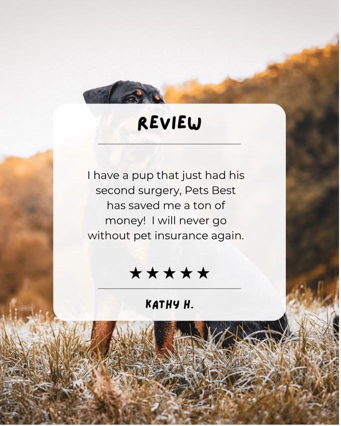 Pets Best tweet media