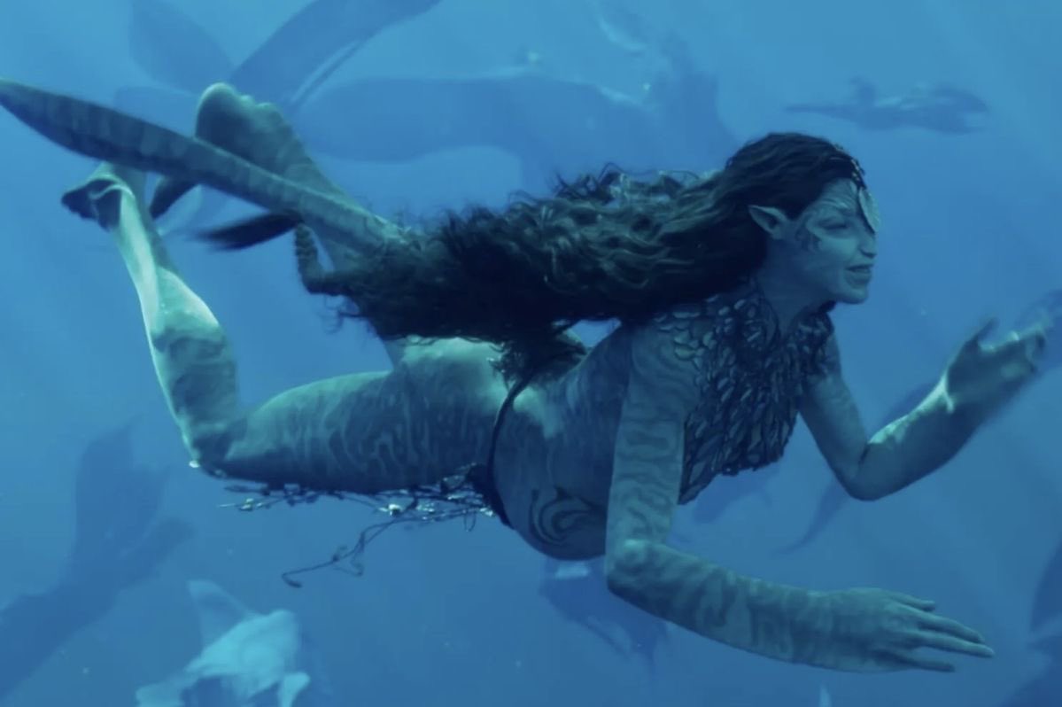 Ocei 🐚🐠 tweet media