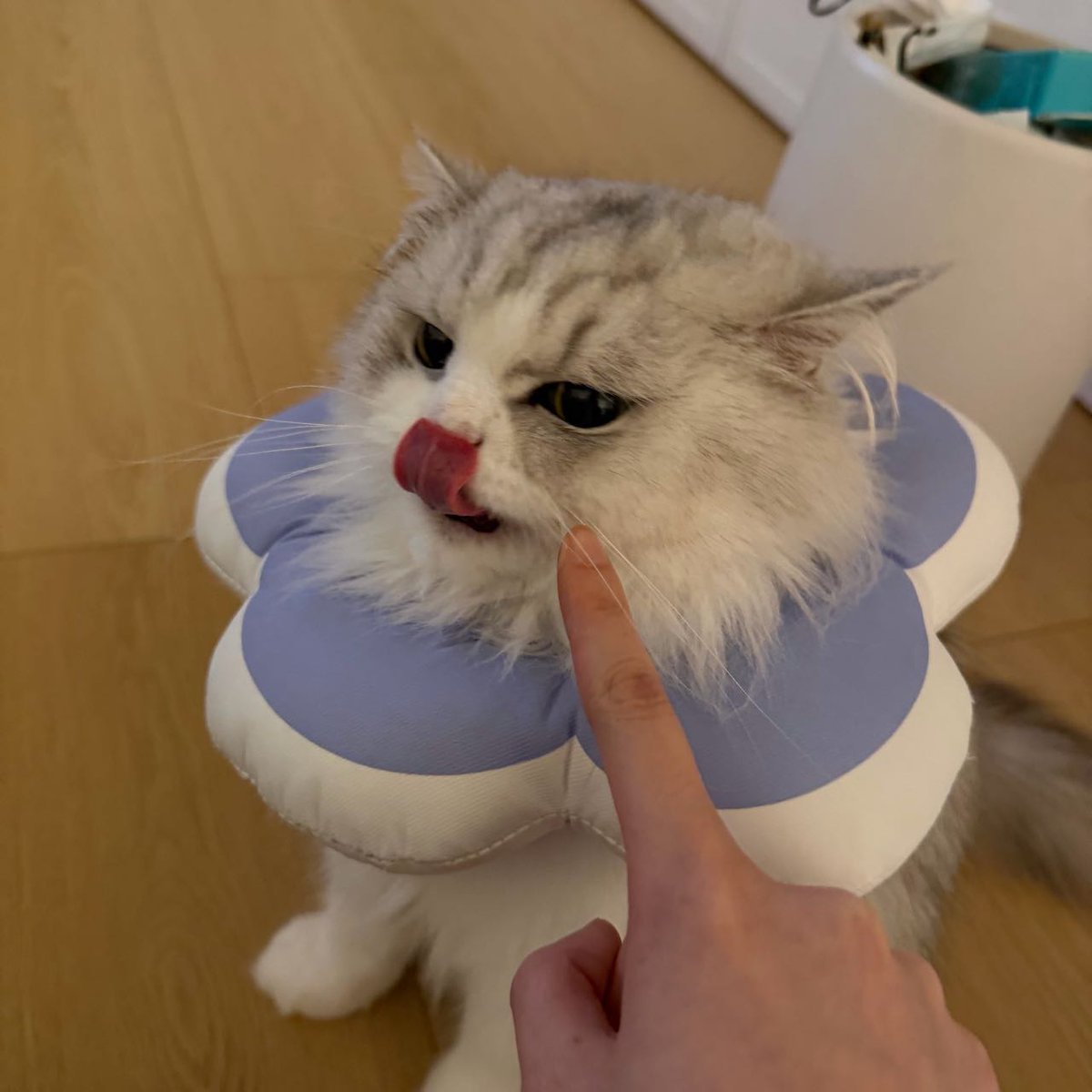 🍒 CHERRY 이이 👑🥣 🇵🇸2.0 tweet media