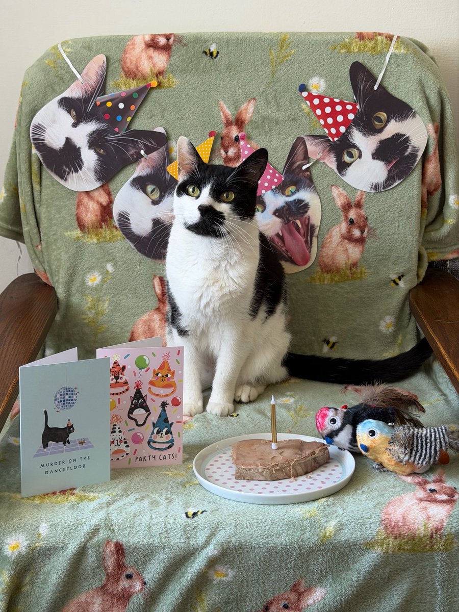 Joey the Cat 🐾 tweet media