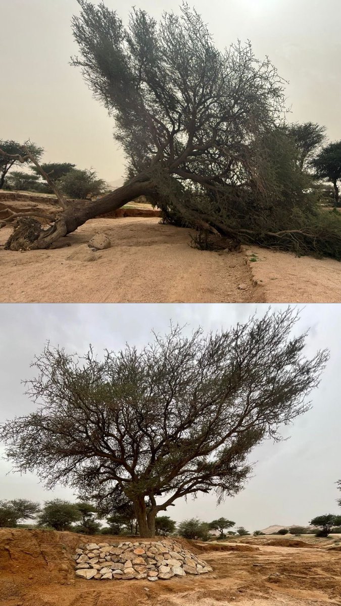 oqlla's tweet photo. جهود مشتركة لحماية إرثنا الطبيعي 🌳
قامت #بلدية_محافظة_عقلة_الصقور بالتعاون مع المركز الوطني لتنمية الغطاء النباتي ومكافحة التصحر بإعادة تهيئة شجرة معمرة في منتزهات #قطن البرية، بعد تضررها جراء السيول الأخيرة.

#أمانة_منطقة_القصيم #السعودية_الخضراء https://t.co/f4q7rcbXg1