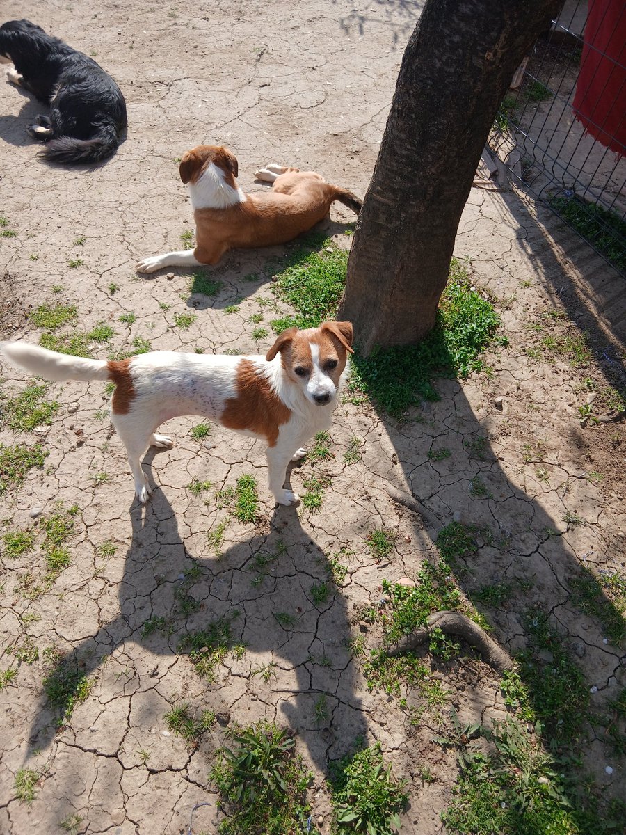 Devet psa i 2 mačka trebaju pomoc. Tri dana samo dve uplate- S J. 1000 i B.T. 1000. Sutra moram da platim  60 kg granula,ostaje 7000 din za dug za 20 kg doteranih u petak( potrajace oko 12 dana) i za vakcine, fali oko 7500.Neko je ponudio granule,ako ne bude trebace jos granula.