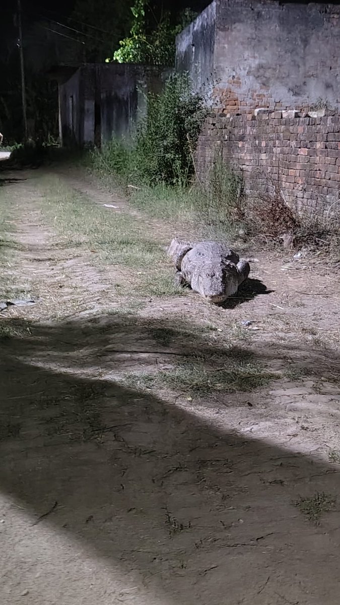 Meerut Forest Division🌳 tweet media