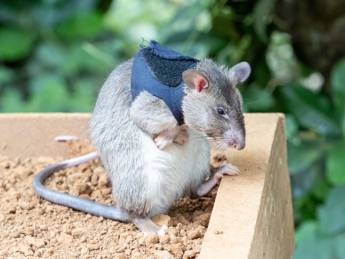 herorats's tweet image. Look past the cute rats, and you see the bigger picture: clearing land so communities can live safely after conflict, and fighting TB so more people can be cured. There’s still a long way to go — but there is #hope, and we’re grateful to have you with us.

#APOPO #SavingLives