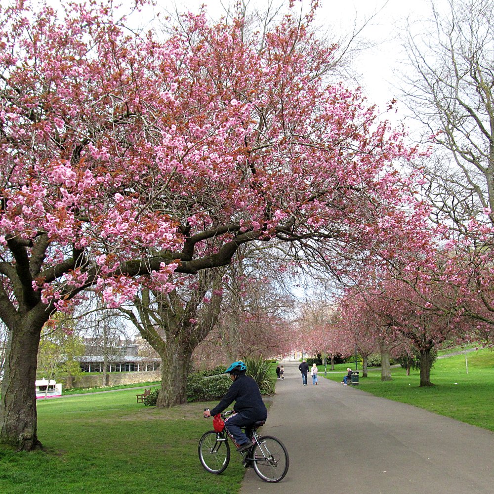 GM0URD's tweet image. Cherry blossoms are out in Pittencrieff Park, Dunfermline. #Dunfermline #Fife #Scotland