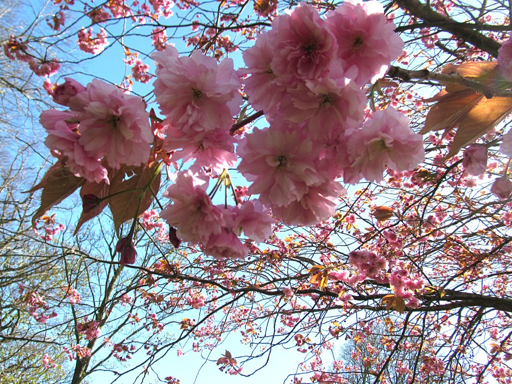 GM0URD's tweet image. Cherry blossoms are out in Pittencrieff Park, Dunfermline. #Dunfermline #Fife #Scotland