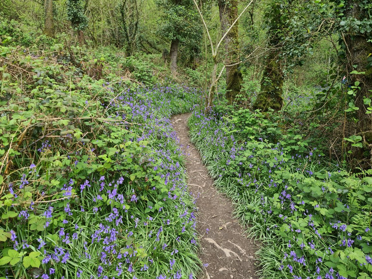 MarciaC89111861's tweet image. The bluebells were lovely on our walk today.
#bluebells #Devon #wildflowers