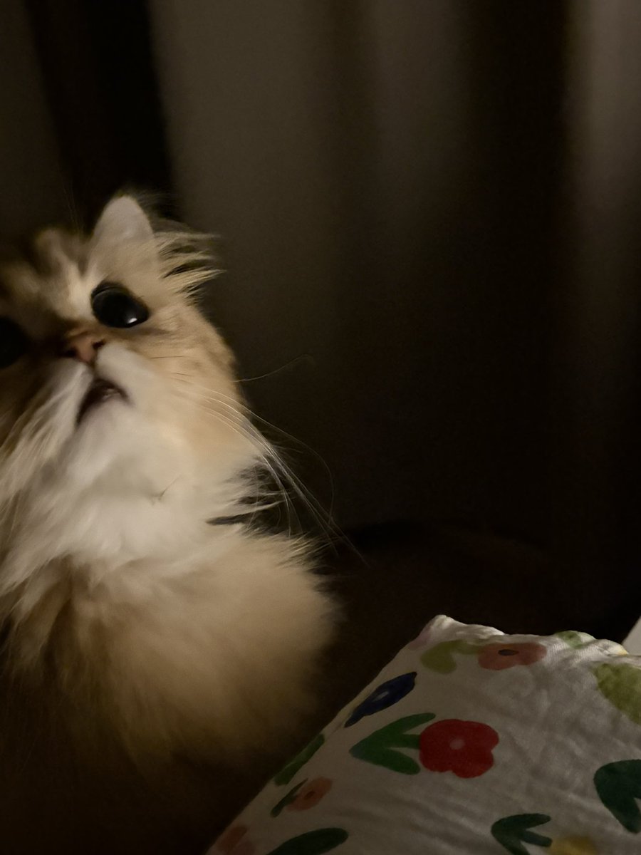 TraitorIsBetty🍒 tweet media