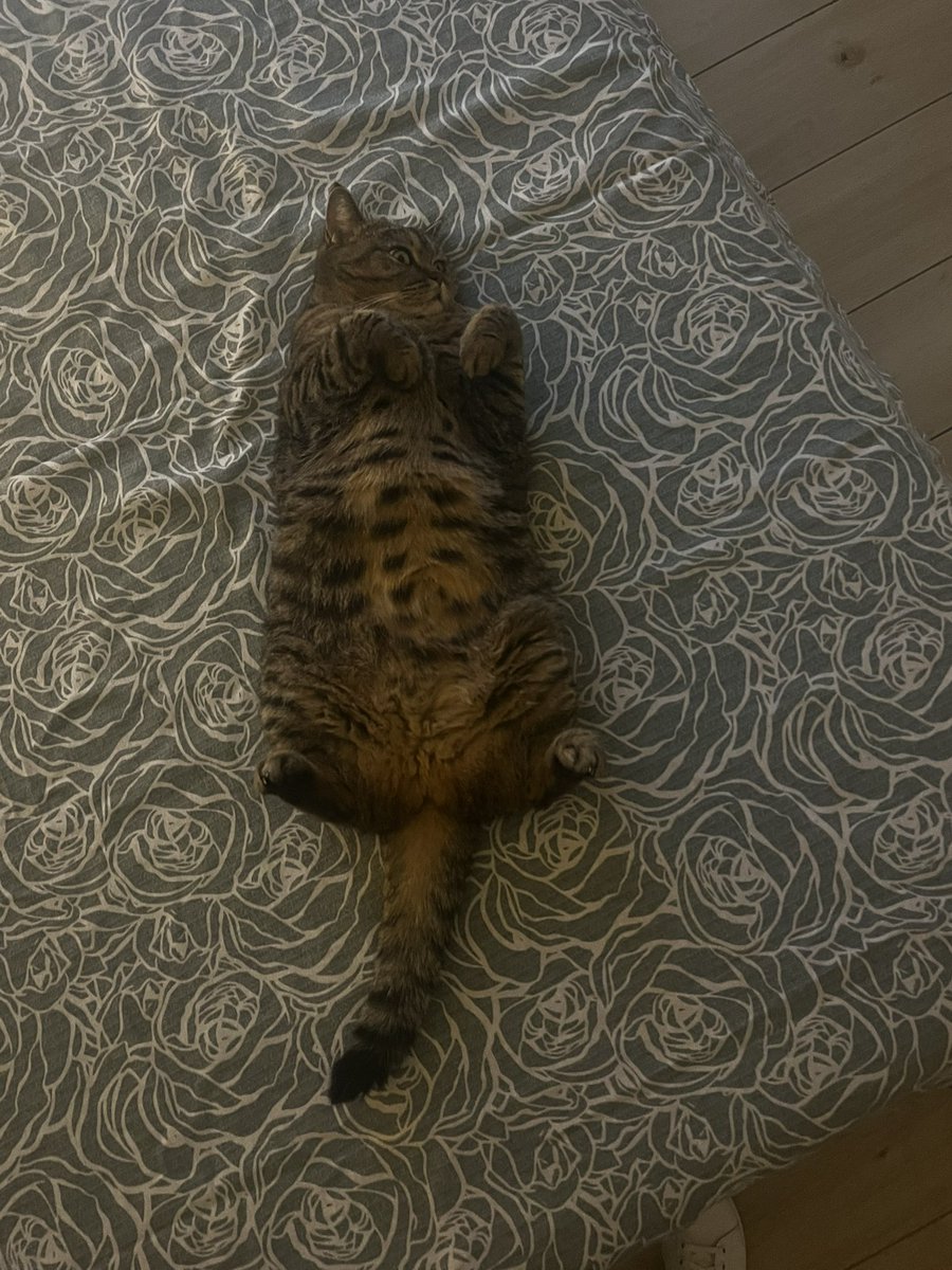 ❤️Atrebor❤️ tweet media