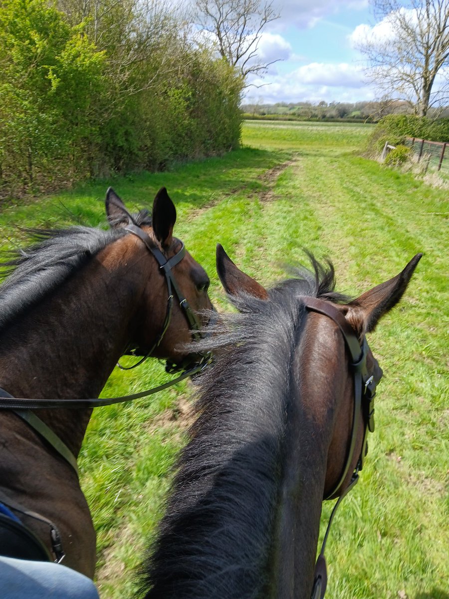 historical_kate's tweet photo. What a fun day with my beautiful horse in the Leicestershire countryside. #thoroughbred #dayoff #gallops #horses #foxtonlocks https://t.co/iN0EzYDHD7