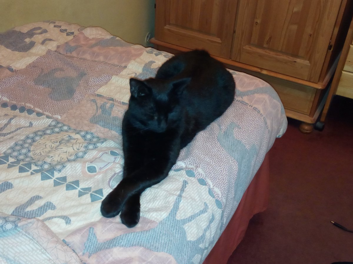 Leolupus's tweet image. Today is #NationalCatLadyDay! Cat ladies of the world, unite!
#cats #pets #animals