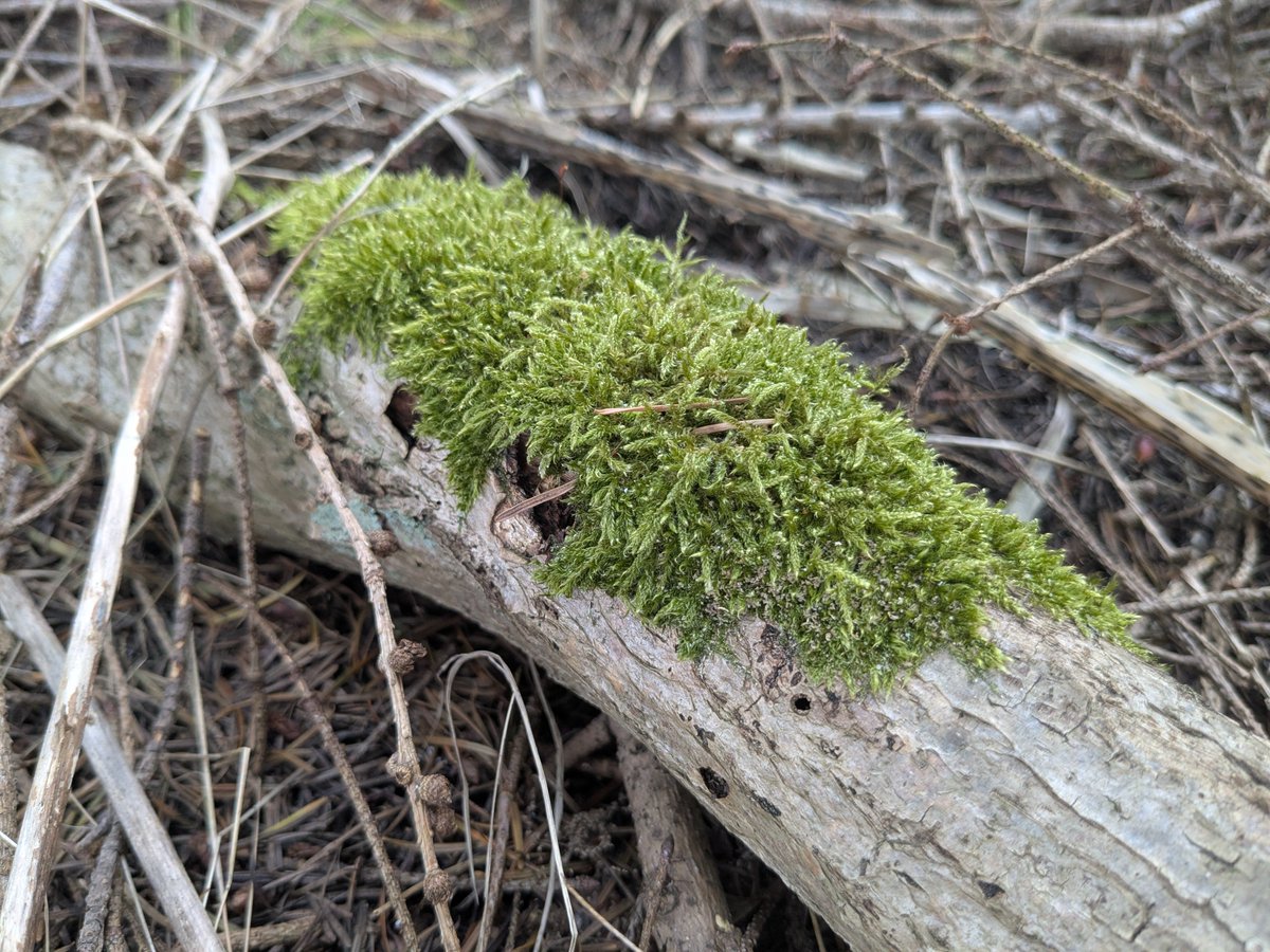 🐧 Tāwhaki the Penguin God🐧🦞 tweet media