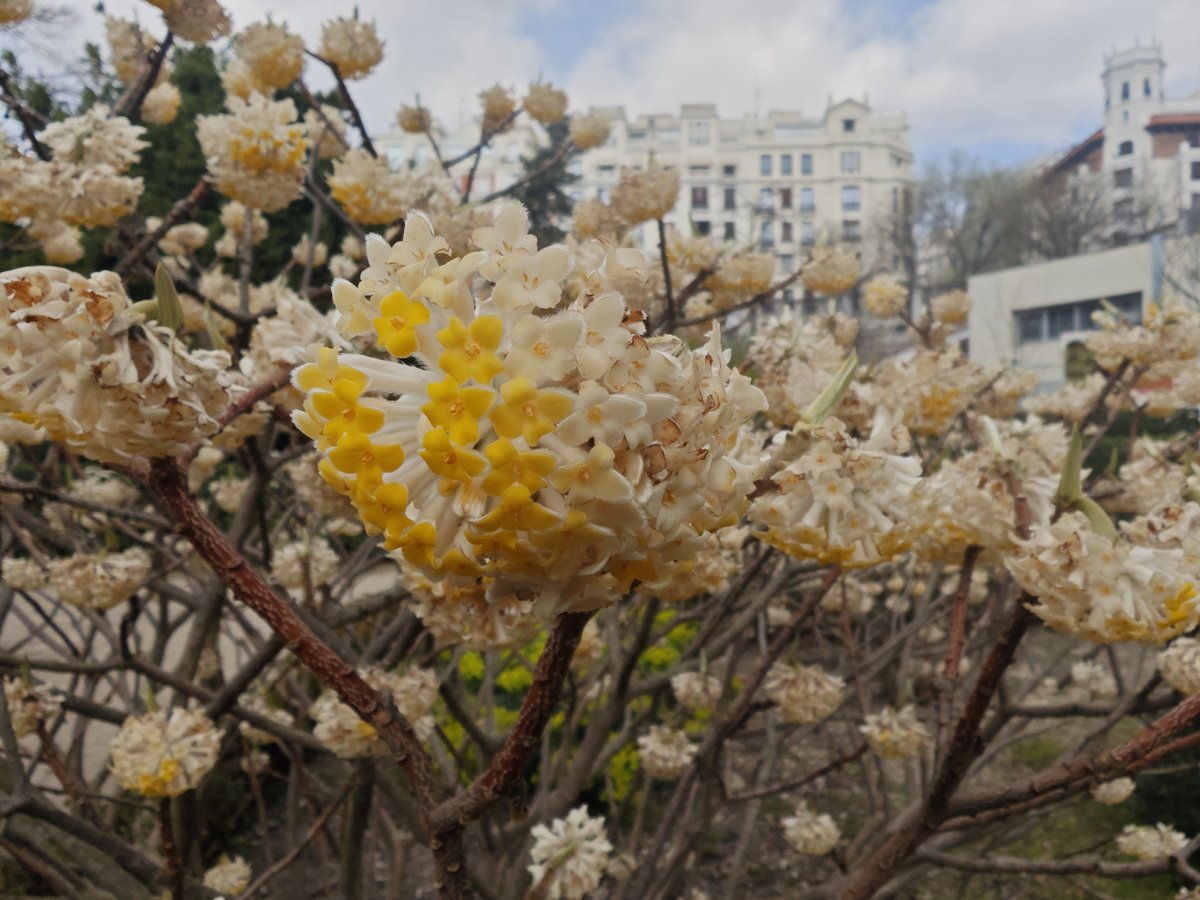 KatySnchez's tweet image. Edgeworthia chrysantha, comúnmente conocida como arbusto de papel. #hacerfotos #flores #primavera
