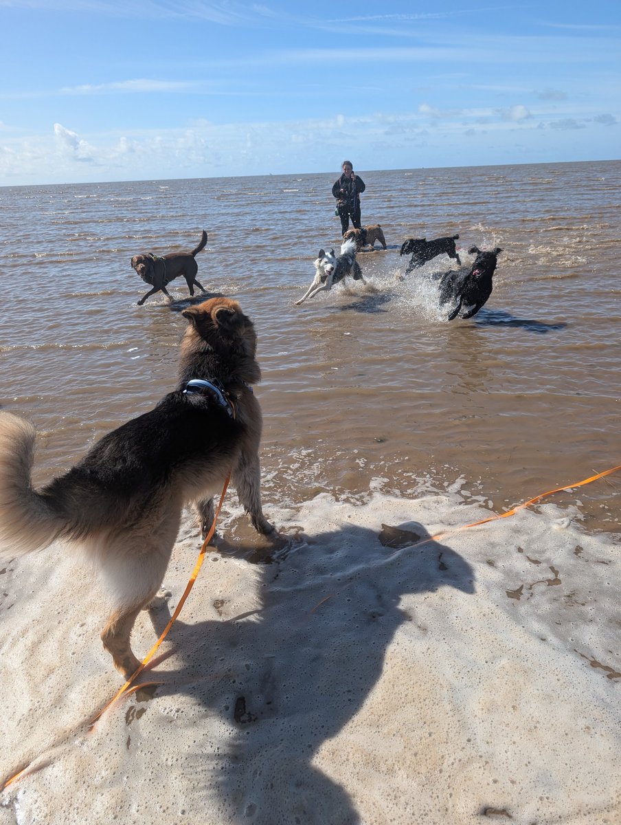 CoachPyrah's tweet photo. Had a fantastic day at the Lytham St Anna's beach with girls. A beautiful warm and sunny day, ice cream for the dogs, chips and donuts for me and the girls. Need a nap now 🤣 https://t.co/dunmYj0LqX
