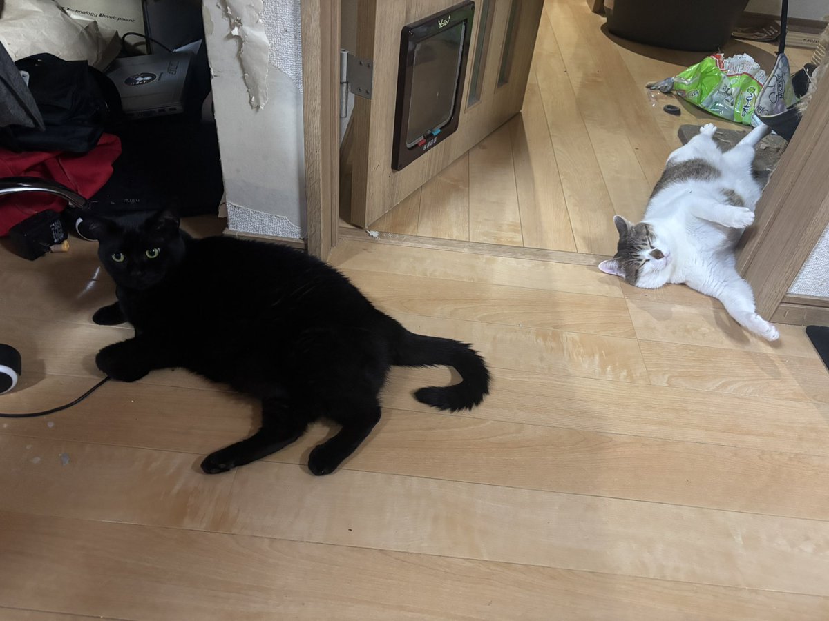 ｱﾗｷｯﾂｧん tweet media