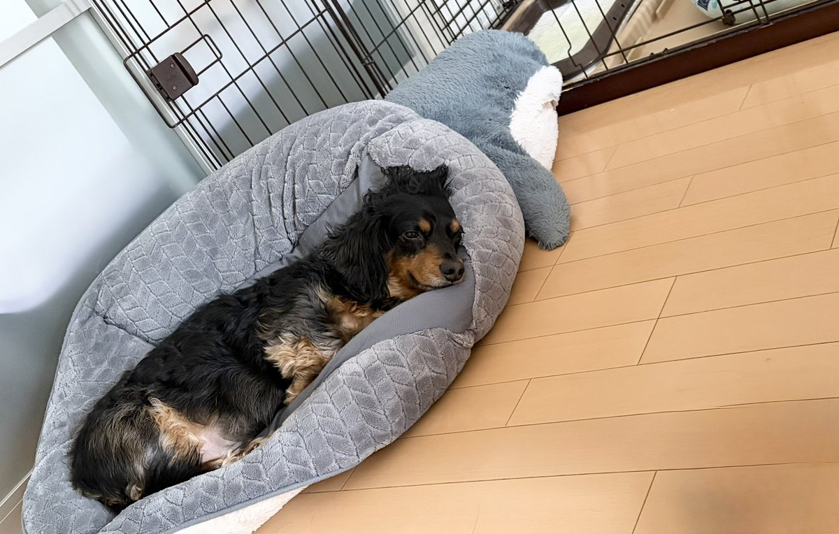 makemakuri3939's tweet photo. わんこ https://t.co/Zpa08dB06e