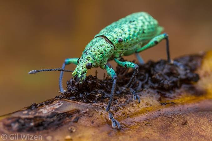 Prackprack's tweet photo. I spiritually feel like the glitter weevil https://t.co/bQvr8ESaBj