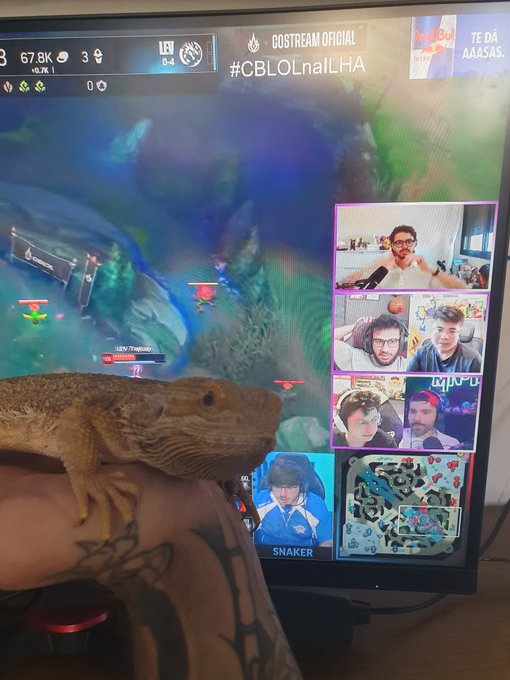 Gabryel705's tweet photo. Vale lagarto? Esse e um dragão barbudo

#cblolnailha @ilhadaslendas https://t.co/j3XSMN5X3S
