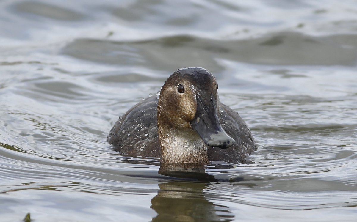 Pochard at Rainham RSPB